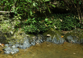 Elatostema molle, dense herbaceous carpeting population on mossy rocks, Phang Nga, Thailand