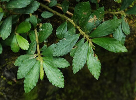 Elatostema molle, leafy stems, Phang Nga, Thailand