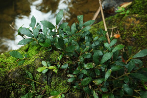 Elatostema molle on mossy rocks along fast flowing forest stream, Phang Nga, Thailand