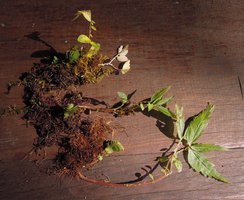 Elatostema monandrum at the end of monsoon season, with current season old stem and new basal resting stem with succulent leaves, Doi Inthanon 2000m, Thailand