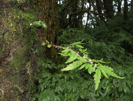 Elatostema monandrum epipihytic on a mossy tree trunk, close up of the current season stem and two new basal resting stems, Doi Inthanon 2000m, Thailand
