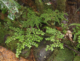 Elatostema mongiensis at the top and Pilea cf. rubiacea at the bottom, Rondon Ridge, 2000 m asl, Mount Hagen, Papua New Guinea