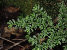Elatostema mongiensis, leaves and hairy stems close up, Rondon Ridge, 2000 m asl, Mount Hagen, Papua New Guinea