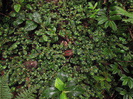 Elatostema morobense, branched stems carpeting the forest floor, Kumul, 2800 m asl, Mount Hagen, Papua New Guinea