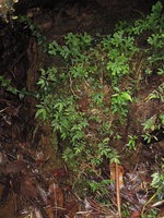 Elatostema novoguineense, Rondon Ridge, 2000 m asl, Mount Hagen, Papua New Guinea