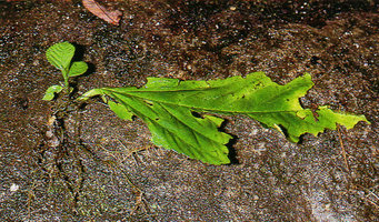 Elatostema megacephalum, leaf cutting with adventitious stem and roots, Cameron Highlands, Malaysia