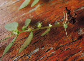 Elatostema pusillum, adult annual flowering individual, cotyledons still present at the base, Khao Sok, Thailand