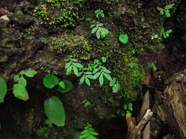 Elatostema pusillum, annual flowering individuals on a mossy limestone rock with Selaginella, Begonia, Microchirita and Argostemma seedlings, Khao Sok, Thailand