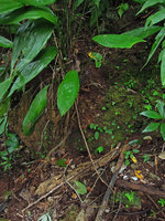 Elatostema pusillum in habitat, tiny, almost unnoticeable adult individuals on a small shaded vertical mossy limestone rock under a Peliosanthes, Khao Sok, Thailand