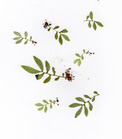 Elatostema pusillum , scan of dried specimens, Khao Sok, Thailand