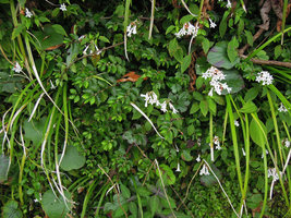 Elatostema radicans and Ophiorrhiza japonica on a vertical earth bank, Yamaguchi, Japan