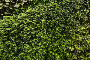 Elatostema radicans on the vertical garden, Shinkansen station, Yamaguchi, Japan
