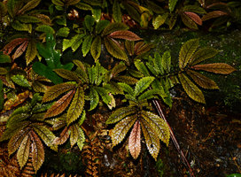 Elatostema rugosum, brown form, leaves close-up, Waipoua, New Zealand