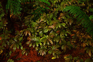 Elatostema rugosum, brown form, Waipoua, New Zealand