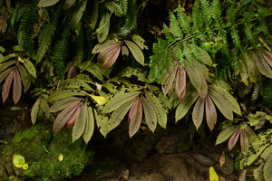 Elatostema rugosum on a forest stream bank, Manawatu gorge, New Zealand