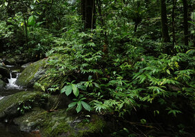 Elatostema salomonense and Selaginella rechingeri, dense vegetative populations along a forest stream, Imbu Rano, Kolombangara, Solomon Islands