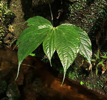 Elatostema salomonense, Kolombangara, Solomon Islands