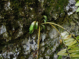Elatostema salvinioides at the end of monsoon season, close up of the new basal resting stems with succulent tightly appressed leaves, Doi Chiang Dao, 800 m, Thailand