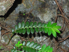Elatostema salvinioides, axillary tiny congested inflorescences, Xishuangbanna, China