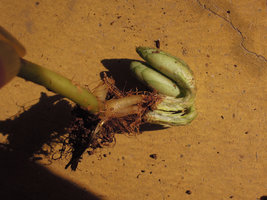 Elatostema salvinioides, basal axillary young resting stems with slightly tuberised base and tightly appressed leaves, partly damaged during collect, Doi Chiang Dao, 800 m, Thailand