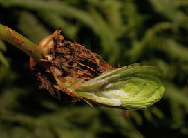 Elatostema salvinioides, close up of a young resting stem with cataphylls and tightly appressed leaves, Doi Chiang Dao, 800 m, Thailand
