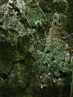 Elatostema salvinioides, dense population on a perhumid shaded limestone cliff, Xishuangbanna, China