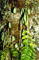 Elatostema salvinioides, old withering leafy stems and young resting ones during the next dry season, Doi Chiang Dao, late November, Thailand