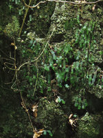 Elatostema salvinioides population on a perhumid shaded limestone cliff, Xishuangbanna, China