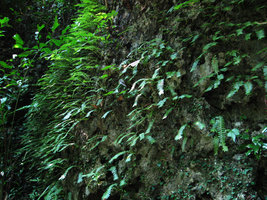 Elatostema salvinioides, population on a shaded vertical limestone cliff, Doi Chiang Dao, Thailand