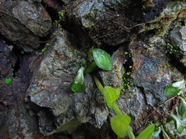 Elatostema salvinioides, young resting stems with tightly appressed leaves emerging from a limestone rock fissure, Doi Chiang Dao, 800 m, Thailand