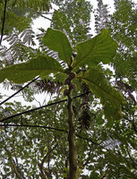 Elatostema seemannianum, huge few leaves at the top of the thick succulent monocaulous stem and large inflorescence receptacles, Des Voeux peak, Taveuni, Fiji, Aug. 2016