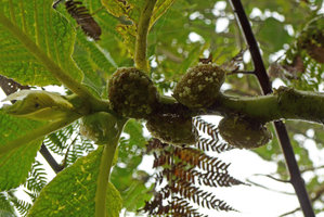 Elatostema seemannianum, inflorescences, Des Voeux peak, Taveuni, Fiji