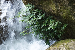 Elatostema molle, narrow, tough and shiny leaves characteristic of most emersed rheophytic species, Selama, Perak, Malaysia