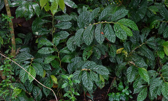 Elatostema sinuatum, a form with bullate leaves on vertical rocky bank, Sepa, 500 m asl, Seram, Moluccas