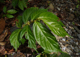 Elatostema sinuatum, deeply indentate leaves, Waimital, Kairatu, Seram, Moluccas