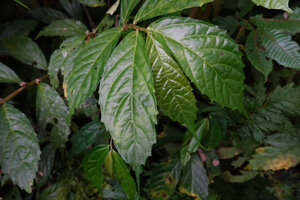 Elatostema sinuatum, dentate leaves, Soya, Ambon, Moluccas