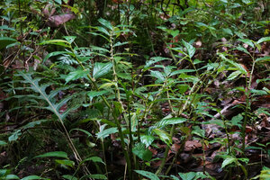 Elatostema sinuatum, erect ribbed stems, Waai waterfall, Ambon, Moluccas