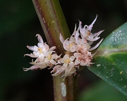 Elatostema sinuatum, female flowers, Soya, Ambon, Moluccas