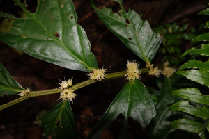 Elatostema sinuatum, male flowers, Soya, Ambon, Moluccas