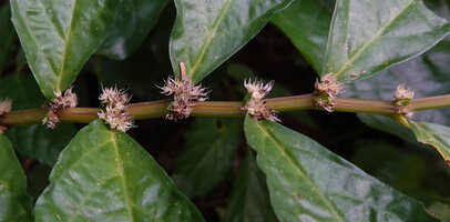 Elatostema sinuatum, ribbed stem and male flowers in both the axils of the big leaf and the opposite nanophyll, Soya, Ambon, Moluccas