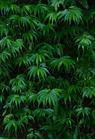 Elatostema lancifolium, long acuminate rheophytic species, acumens details,Flores, Indonesia