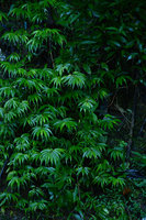 Elatostema lancifolium, long acuminate rheophytic species, Flores, Indonesia