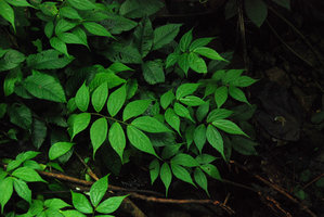 Elatostema sp. with long acuminate leaves, Tioman, Malaysia