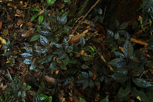Elatostema sp., almost blackish, shiny leaves, Mt Kinabalu, Sabah