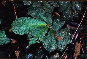Elatostema sp., a myrmecophilous species, the ants nesting in the rufous furfuraceous concave stipular basal cavity, Timika, West Papua.