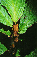 Elatostema sp., a myrmecophilous species with big brown corrugated hirsute and persistant stipules creating ant domatia, Timika, West Papua