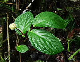 Elatostema sp., anisophylly with a small opposite leaf and long inflorescence peduncle, Imbu Rano, Kolombangara, Solomon Islands