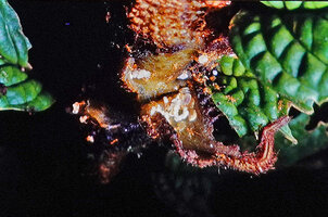 Elatostema sp. ant nest in the concave stipular cavity, Timika, West Papua