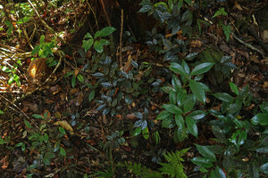 Elatostema sp., blackish leaves, Mt Kinabalu, Sabah