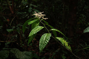 Elatostema variolaminosum, bright white male inflorescence and pinnate venation usually characteristic of the Procris and Elatostematoides segregates, Gunung Mulu NP, Sarawak, Borneo